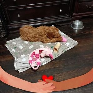 Meet your Posher, Lisa